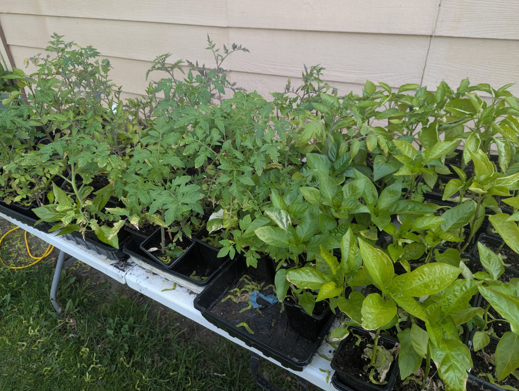 Seedlings hardening outdoors